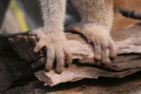 Bàn tay chân trái Culi lớn lần đầu tiên được phát hiện tại đảo Phú Quốc 9