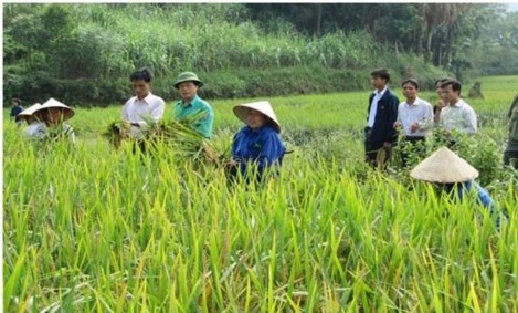 Ảnh 12 Cánh đồng mẫu lớn đang xây dựng tại huyện Thanh Ba mang lại lợi ích 12