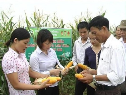 Ảnh 14 Ứng dụng khoa học và sản xuất nông nghiệp Hiệu quả từ mô hình sản 2