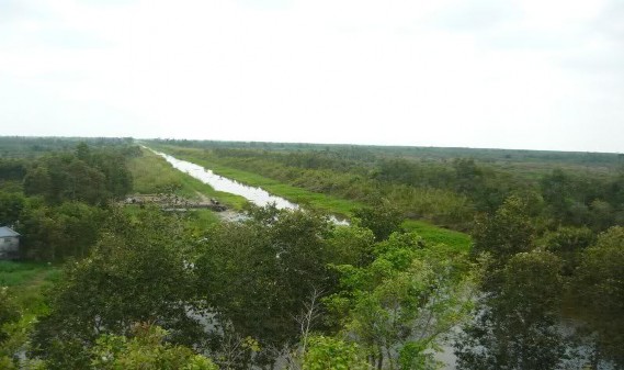 Rừng tràm U Minh Thượng Rái cá lông mũi Cá linh và bông điên điển Ẩm thực 1