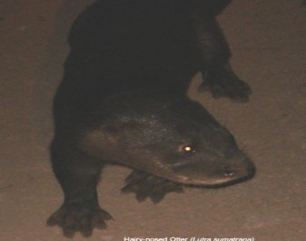 Rái cá lông mũi Cá linh và bông điên điển Ẩm thực mùa nước nổi rừng U Minh 2