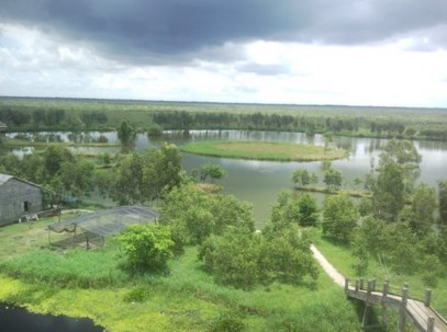 Hồ Hoa Mai Hình ảnh ở Đầm Dơi Sân chim mùa sinh sản Ảnh chim cồng cộc mẹ 4