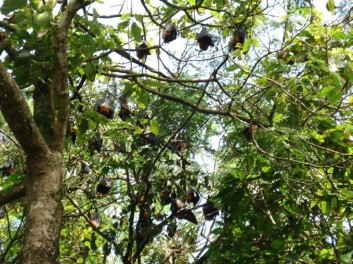 Hình ảnh ở Đầm Dơi Sân chim mùa sinh sản Ảnh chim cồng cộc mẹ chuẩn bị cho 5