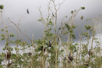 Sân chim mùa sinh sản Ảnh chim cồng cộc mẹ chuẩn bị cho con ăn 6