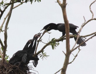 Ảnh chim cồng cộc mẹ chuẩn bị cho con ăn 7