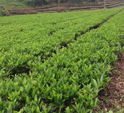 Vườn chè tại xã Phú Đô huyện Phú Lương Nguồn Lê Thị Ngân Rừng tại Định 1