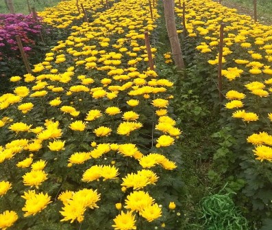 Rừng tại Định Hóa Thái Nguyên Nguồn Lê Thị Ngân Phụ lục 2 Bảng 1 Diện tích 2