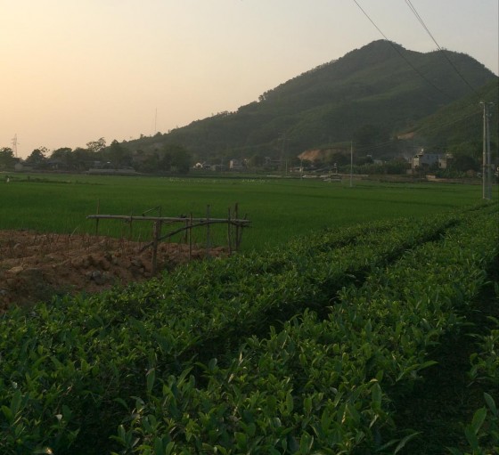 Phụ lục 2 Bảng 1 Diện tích sản lượng một số cây ăn quả giai đoạn 2010 2016 4