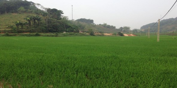 Hình 08 Cánh đồng lúa xã Yên Hưng – Văn Yên Photo Tác giả ngày 19 3 2015 ĐẠI 8