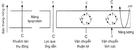 C nồng độ thuốc cao T thuốc c nồng độ thuốc thấp V chất vận chuyển Các 4