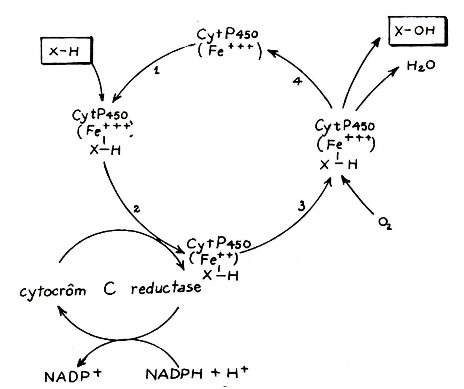 Sơ đồ oxy hóa thuốc của cytocrom P 450 Phản ứng khử Các dẫn xuất nitơ các 1