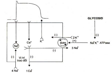 Tác dụng của digitalis trên các luồng ion 1 1 2 2 Các tác dụng khác Trên thận 1
