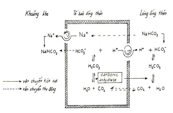 Tái hấp thu bicarbonat ở ống lượn gần 1 4 Vận chuyển nước Ở ống lượn 1