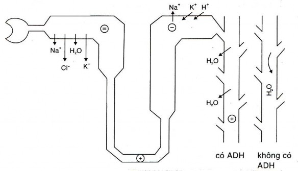 Vận chuyển nước và điện giải ở đơn vị thận Nước tiểu đẳng trương Ưu 2