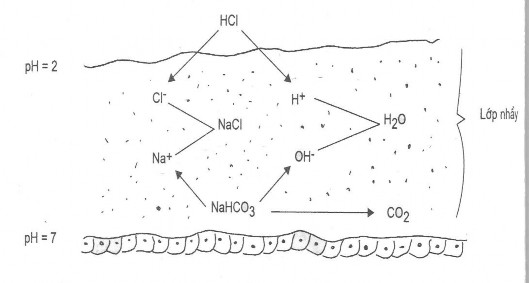 Vai trò trung hoà acid của NaHCO 3 tại lớp nhầy ở niêm mạc dạ dày 1 2 2 Thuốc 3