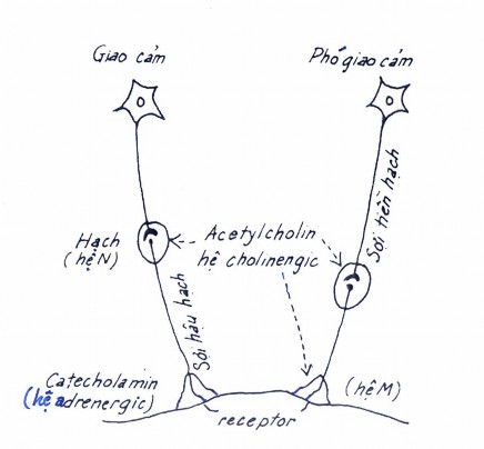 Phân loại hệ thần kinh thực vật theo dược lý 4 Phân loại các thuốc tác dụng 1