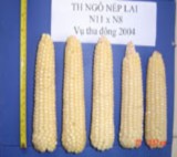 a Nghiên cứu ngô nếp lai b Nghiên cứu cải tiến vụ thu đông 2004 giống đậu 1