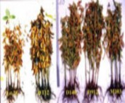 a Nghiên cứu ngô nếp lai b Nghiên cứu cải tiến vụ thu đông 2004 giống đậu 2