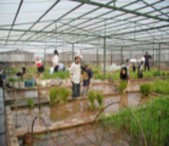 a Nghiên cứu ngô nếp lai b Nghiên cứu cải tiến vụ thu đông 2004 giống đậu 3