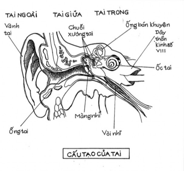 Hình 3 1 Cấu tạo của tai Nguồn Internet Thính giác được xem như có cấu tạo 1