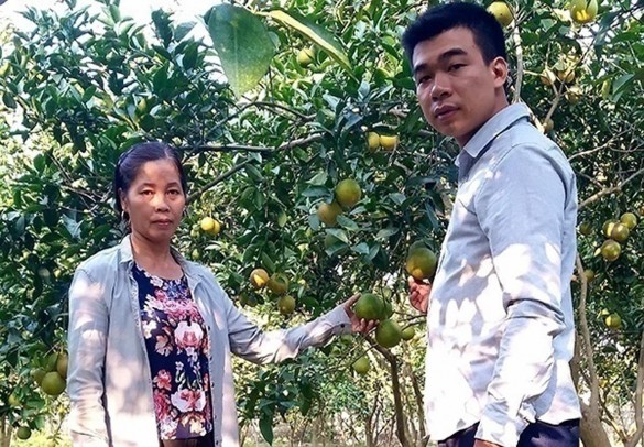 Mô hình trồng cam Vinh của gia đình bà Nguyễn Thị Thoa Tân Long Đồng Hỷ Thái 3