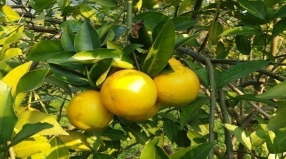 Mô hình trồng cam Vinh của gia đình bà Nguyễn Thị Thoa Tân Long Đồng Hỷ Thái 4