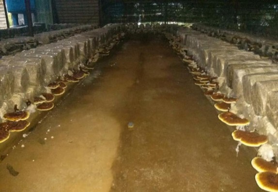 Mô hình trồng Nấm lim xanh của gia đình ông Trần Danh Tài phường Chùa Hang T P 12