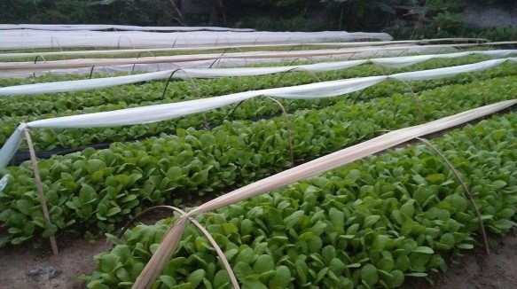 Mô hình trồng rau sạch phường Túc Duyên T P Thái Nguyên Tác giả chụp ngày 23 7 2