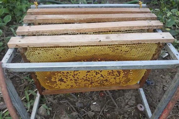 Mô hình nuôi ong lấy mật của gia đình ông Trần Văn Nam phường Chùa Hang T P 3