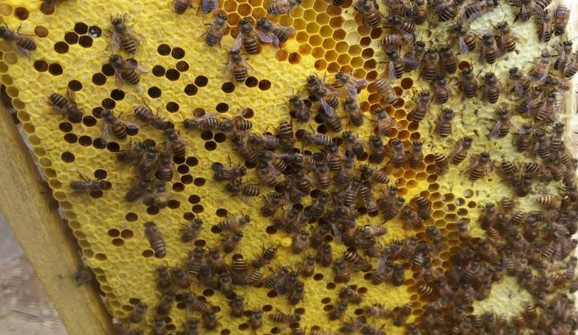 Mô hình nuôi ong lấy mật của gia đình ông Trần Văn Nam phường Chùa Hang T P 4