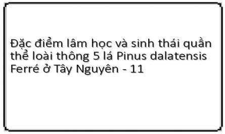 Cấu Trúc Mặt Bằng Của Lâm Phần Và Riêng Loài Thông 5 Lá