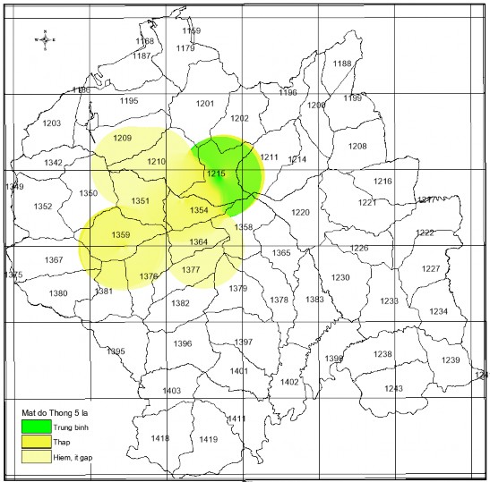 Hình 3 42 Bản đồ cấp mật độ quần thể Thông 5 lá ở VQG Chư Yang Sin Cấp 5