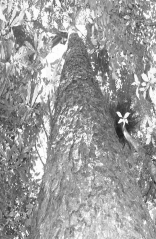 Thân Lá và hoa Lá và nón non Hình 2 1 Hình ảnh thân lá hoa và nón Thông 5 lá Pinus 1