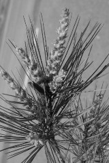 Thân Lá và hoa Lá và nón non Hình 2 1 Hình ảnh thân lá hoa và nón Thông 5 lá Pinus 2