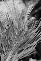 Thân Lá và hoa Lá và nón non Hình 2 1 Hình ảnh thân lá hoa và nón Thông 5 lá Pinus 3