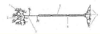 Hình 43 1 Tế bào thần kinh 1 Đuôi gai 2 Thân tế bào thần kinh 3 Sợi trục 4 Các 1