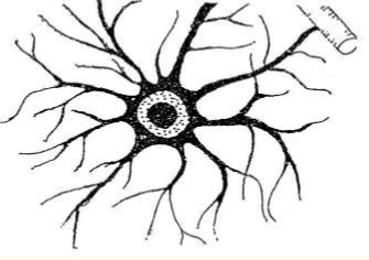 Hình 43 2 Tế bào thần kinh đệm Thần kinh đệm tạo nên một nữa thể tích 2