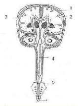 Hình 43 3 Hệ thống màng não 1 Xương sọ 2 Màng cứng 3 Màng nhện 4 Ống tủy 5 3