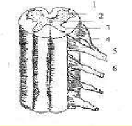 Hình 43 4 Tủy sống 1 Sừng trước chất xám tủy sống 2 Ống tủy 3 Sừng sau 4