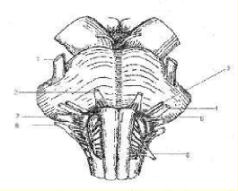 Hình 43 5 Hành cầu não 1 Dây thần kinh V 2 Dây thần kinh VI 3 Dây thần kinh VII 4 5