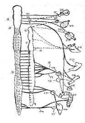 Hình 43 8 Sơ đồ hệ thần kinh thực vật 1 Não giữa 2 Hành não 3 Các sợi giao 2