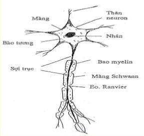 Hình 43 9 Tế bào thần kinh 1 2 Các nhánh Nhánh là những phần kéo dài của nguyên 3