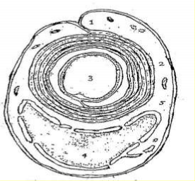 Hình 43 10 Sơ đồ cấu tạo của sợi thần kinh có myelin 1 Mesaxon 2 Myelin 3 Axon 4 4