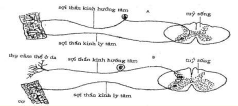 Hình 43 12 Sơ đồ cung phản xạ A Cung phản xạ hai neuron B Cung phản xạ ba neuron 1