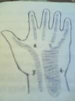 Hình 49 5 Bao hoạt dịch Hình 49 6 Bao gân gấp 1 Khoang mô cái 2 Khoang gan tay giữa 1 7