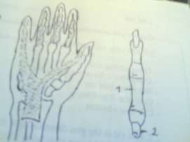 Hình 49 5 Bao hoạt dịch Hình 49 6 Bao gân gấp 1 Khoang mô cái 2 Khoang gan tay giữa 1 8