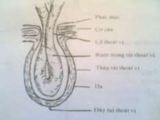 Hình 67 1 Thành phần túi thoát vị Hình 67 2 Thành phần bao thoát vị 2 1 Ống bẹn 1