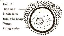 Hình 83 2 Cấu tạo của noãn bào Cấu tạo của noãn bào có vỏ bọc gọi là màng 3