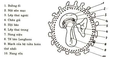 Hình 83 3 Thời kỳ rau toàn diện 3 1 2 Sự phát triển của phần phụ Nội mạc 4
