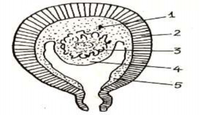 Hình 83 4 Ngoại sản mạc tử cung 1 Ngoại sản mạc tử cung rau 2 Cơ tử cung 3 5